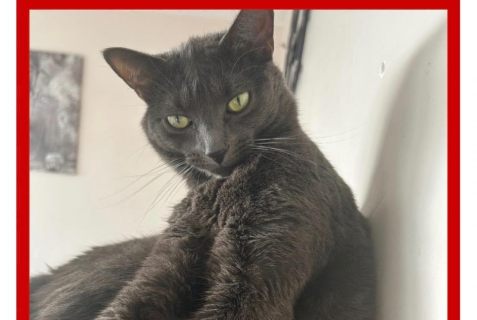 Vermisstmeldung Katze Männliche , 3 jahre Suresnes Frankreich Vermisstmeldung Katze Männliche , 3 jahre Suresnes Frankreich