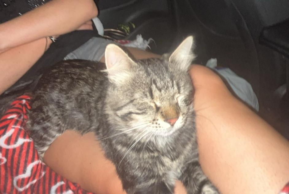 Vermisstmeldung Katze Männliche , 2 jahre Fabrègues Frankreich Vermisstmeldung Katze Männliche , 2 jahre Fabrègues Frankreich