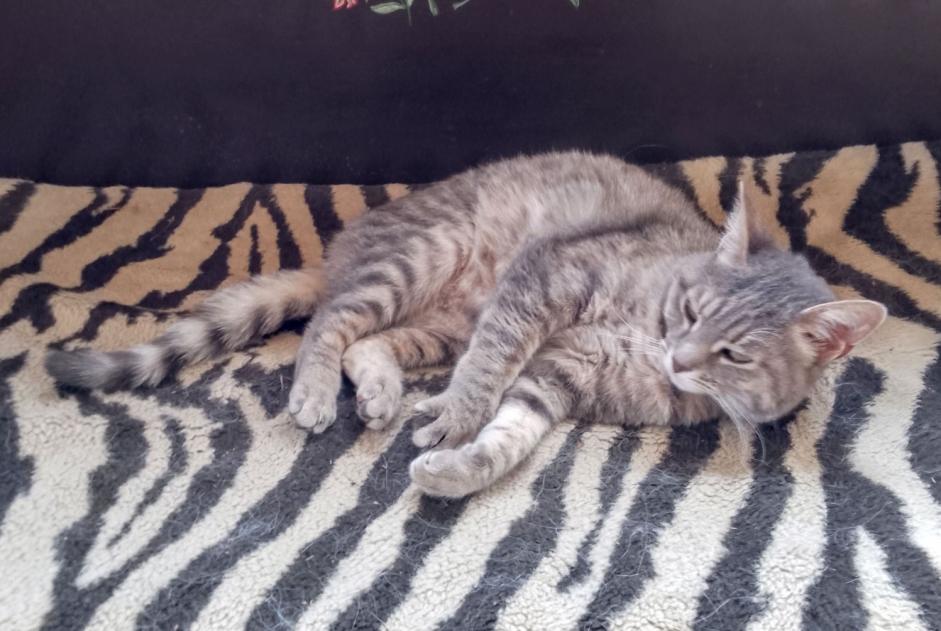 Disappearance alert Cat miscegenation Female , 2 years Saint-Victor-la-Rivière France