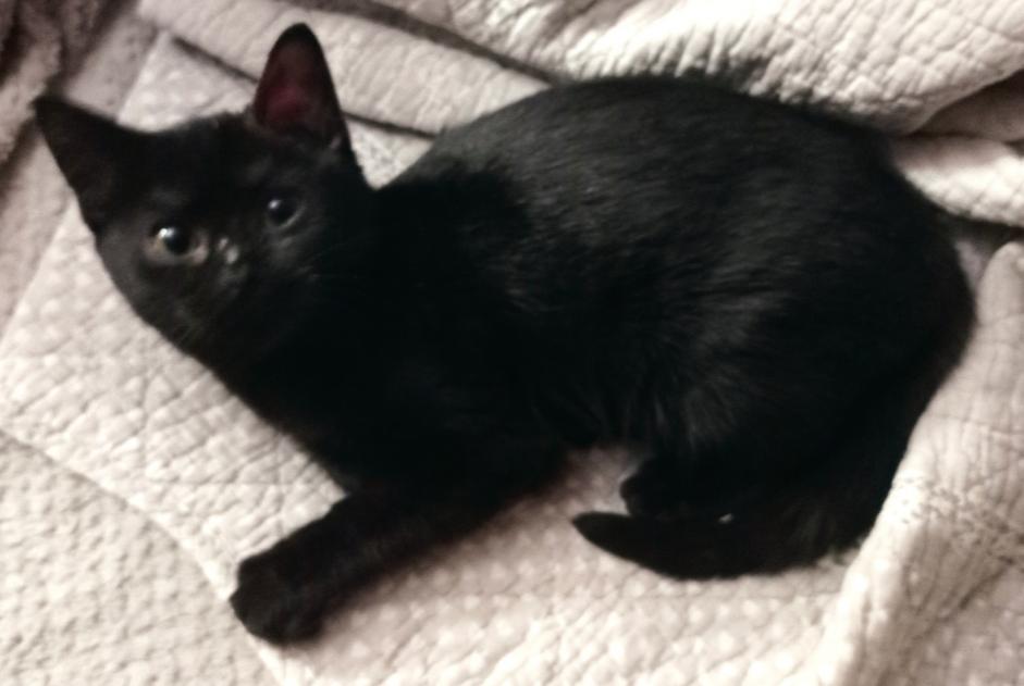 Alerte Disparition Chat Femelle , 1 ans Champs France