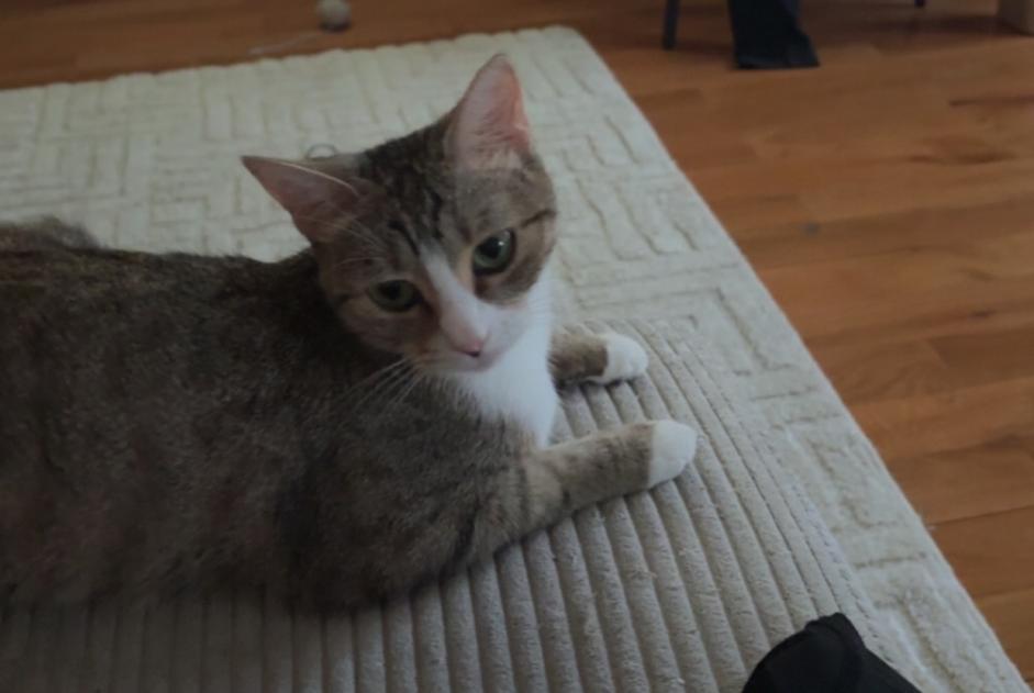 Alerte Disparition Chat Femelle , 2 ans Clermont-Ferrand France