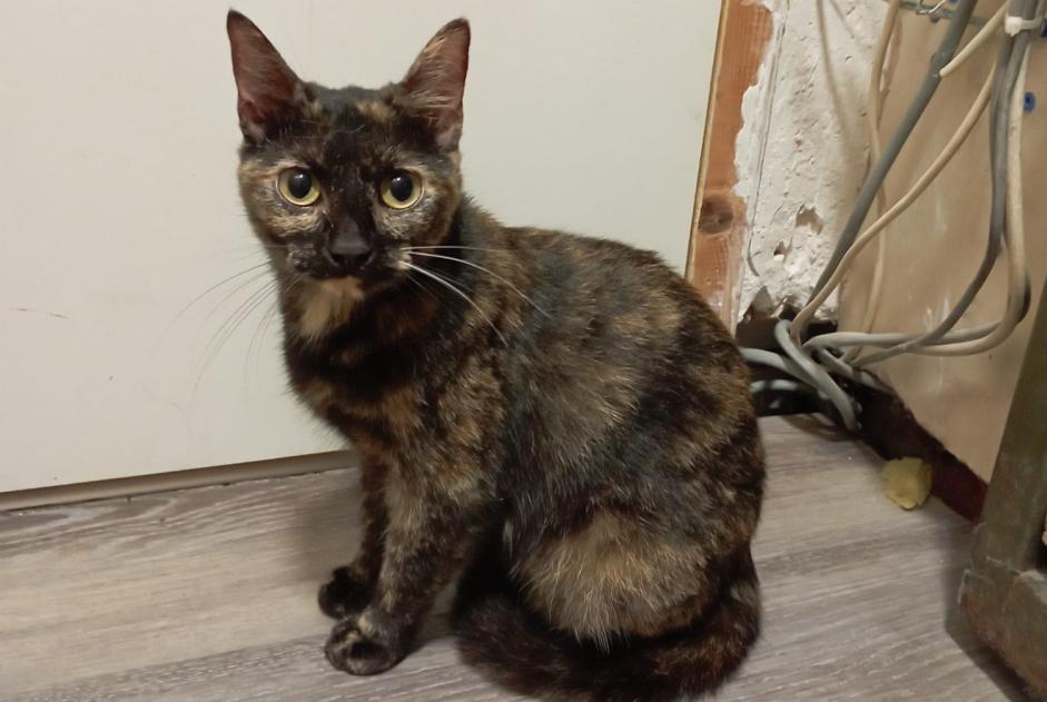 Alerte Découverte Chat Femelle Laval France Alerte Découverte Chat Femelle Laval France