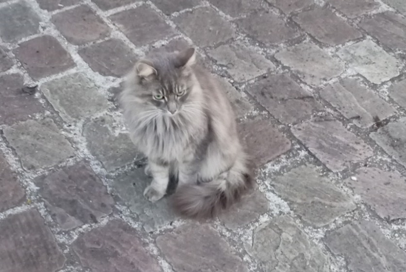 Alerte Découverte Chat Inconnu Mouy France
