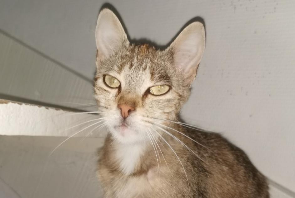 Alerte Découverte Chat Femelle Beaumont France