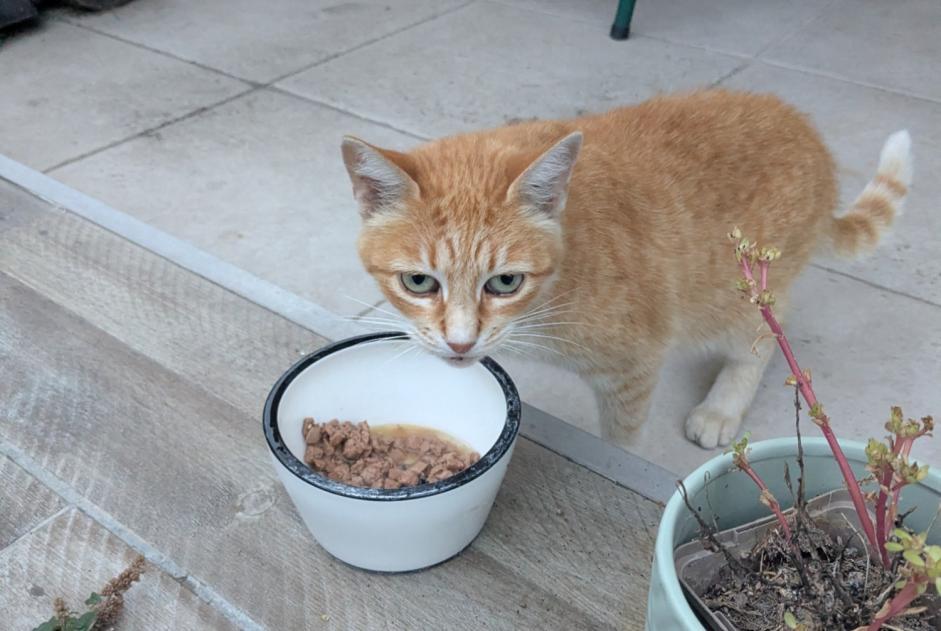 Alerte Découverte Chat Inconnu Lussat France