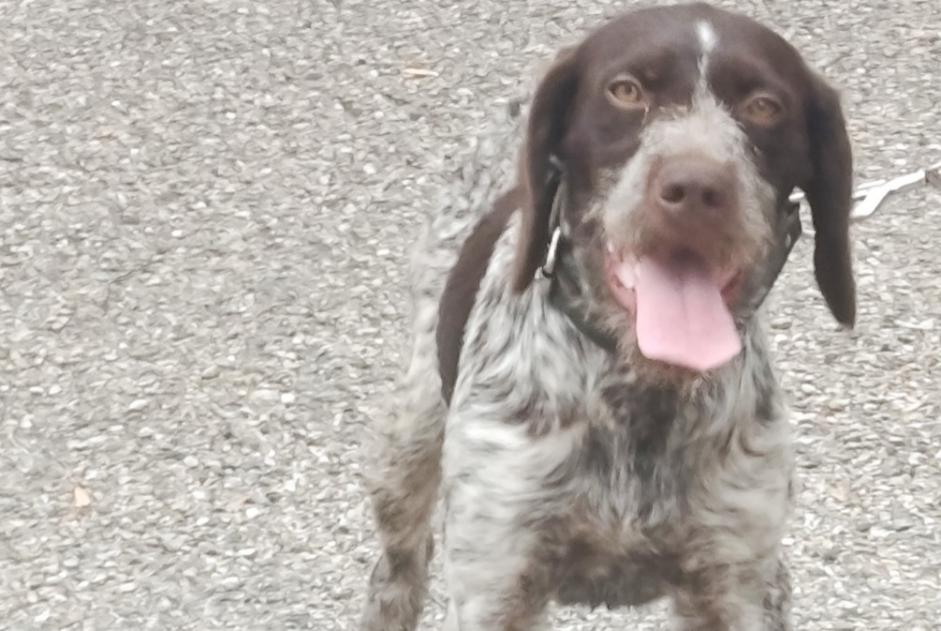 Alerte Découverte Chien Mâle Andrézieux-Bouthéon France