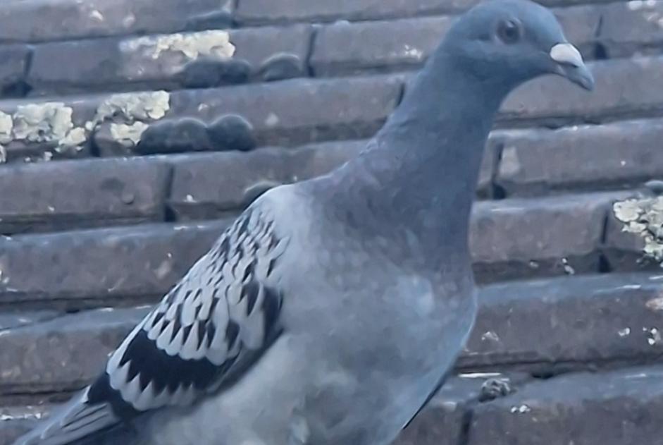 Alerte Découverte Oiseau Inconnu Saint-Chamarand France Alerte Découverte Oiseau Inconnu Saint-Chamarand France