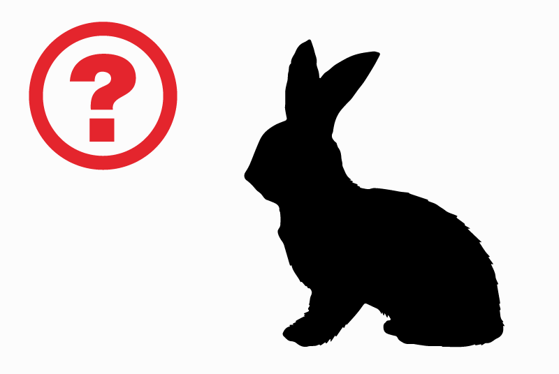 Alerte Découverte Lapin Inconnu Le Givre France