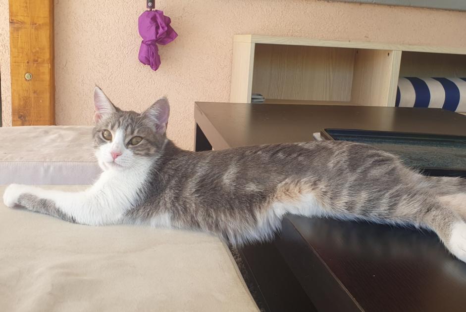Avviso scomparsa Gatto  Femmina , 3 anni Veyre-Monton Francia