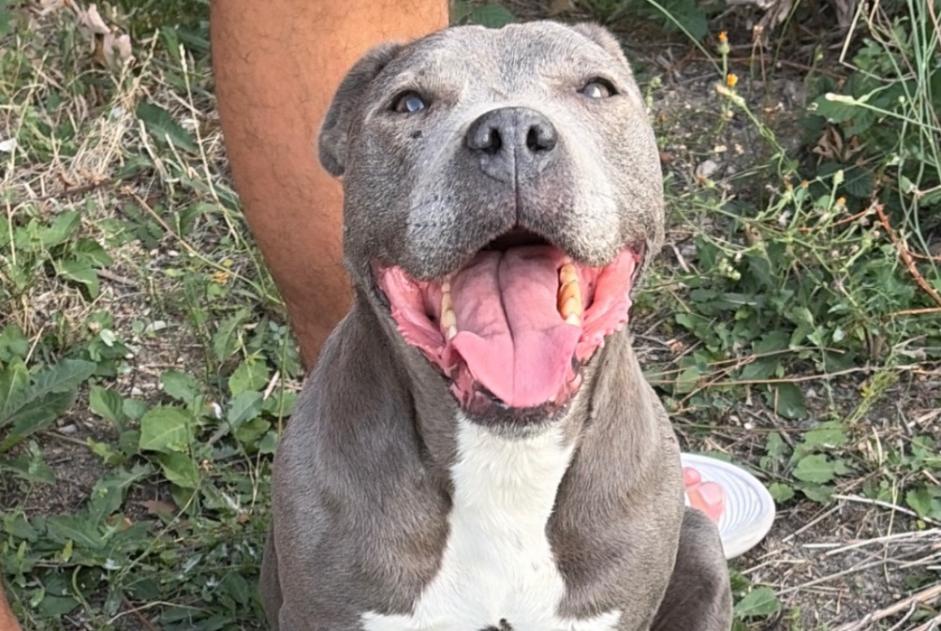 Ontdekkingsalarm Hond rassenvermenging Vrouwtje Enval Frankrijk