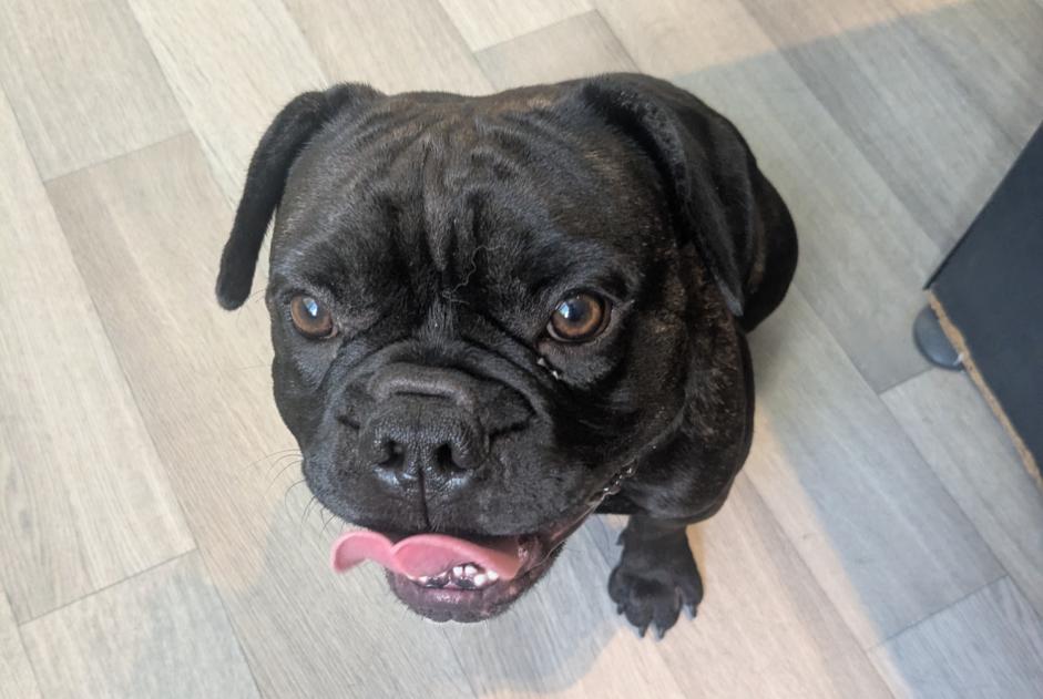Ontdekkingsalarm Hond Mannetje Gan Frankrijk Ontdekkingsalarm Hond Mannetje Gan Frankrijk