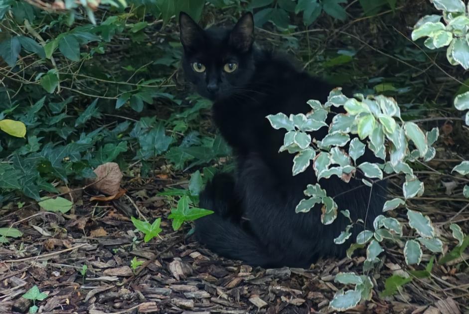 Alerta descoberta Gato Fêmea , Entre 4 e 6 meses Rennes France