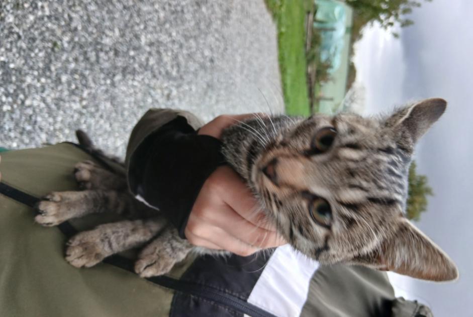 Alerta descoberta Gato Fêmea La Chapelle-Erbrée France
